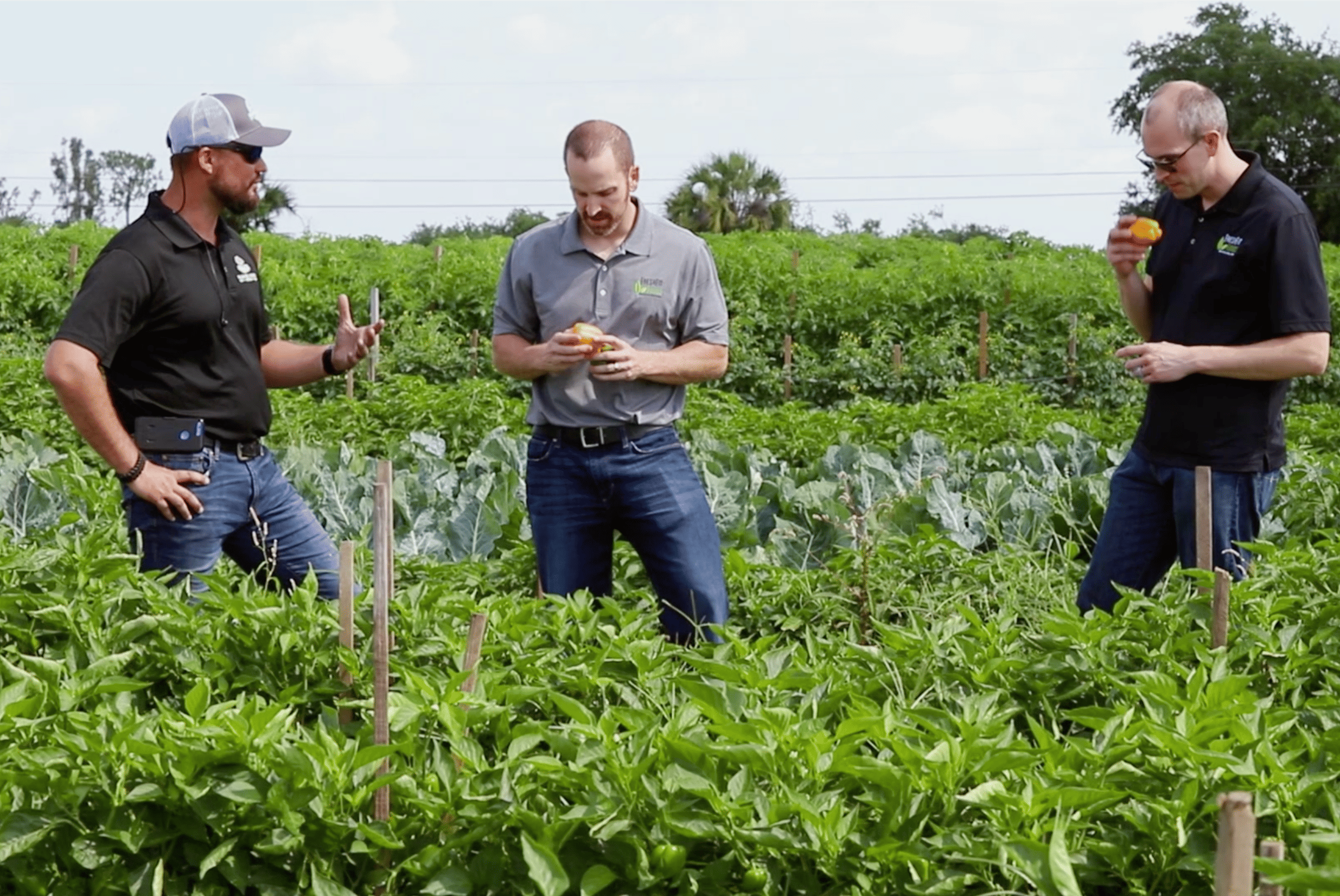 Evaluation of Local Produce